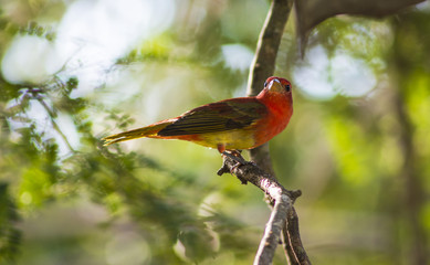 Red Tanager