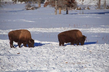 Yellowstone National Park