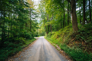 Fototapeta na wymiar Dirt road through woods, in the rural Shenandoah Valley, Virgini