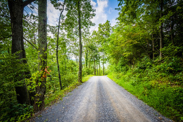 Fototapeta na wymiar Dirt road through woods, in the rural Shenandoah Valley, Virgini
