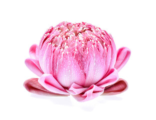  lotus flower isolated on white background with water drops