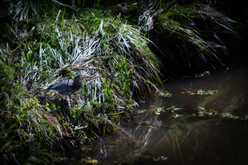 Green Heron