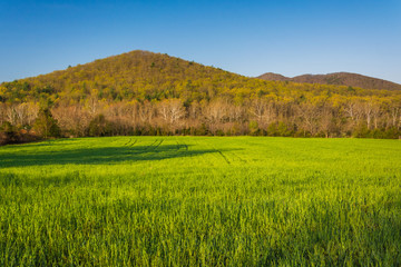 Grassy field and distant mountains in the rural Shenandoah Valle