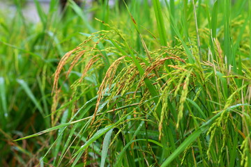 ear of paddy, ear of grain