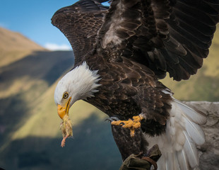 Eating Eagle