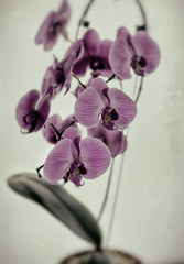 orchids