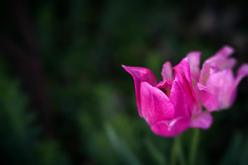 pink flower
