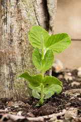 Pea shoot growing