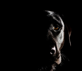 black dog 