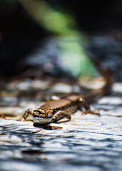 lizard on wood