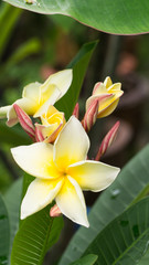 Obraz premium White Yellow Plumelia Flower