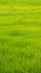 Rice in The Rice Field