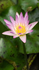 Fototapeta premium Little Purple Yellow White Lotus