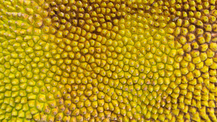 Jack Fruit Skin