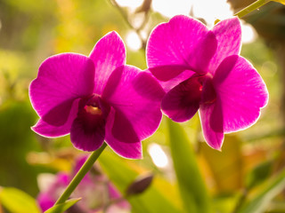 Fototapeta na wymiar Pink Dendrobium Orchid Flowers