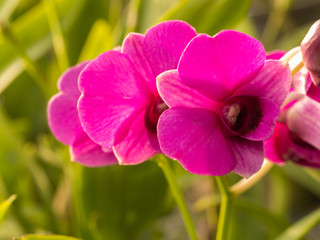 Pink Dendrobium Orchid Flowers