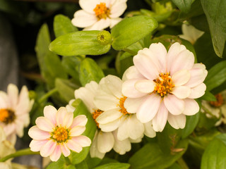 White T Pink Zinnia Flowers
