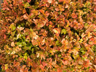 Copper Leaf on The Ground