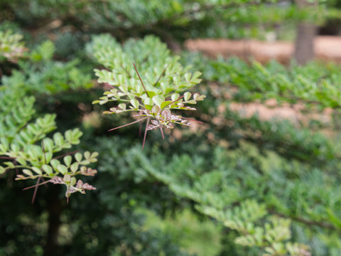 Wood Apple Thorn