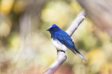 Blue and White Flycatcher/ This is very beutiful wild bird photo which was took in Japan Yamagata-pref.This bird name is Blue and White Flycatcher.