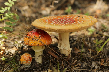 Грибы, мухоморы