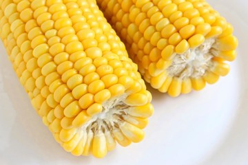 Freshly Cooked Sweet Corn on White Plate