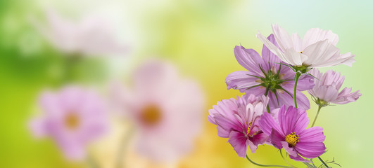 Fototapeta na wymiar Beautiful garden flowers on abstract spring nature background