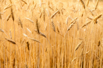 Wheat Field