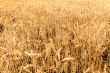 Wheat Field
