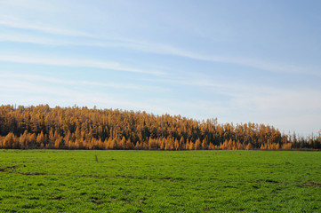 Fototapeta premium bright green grass at autumn field. photo toned