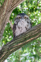 Tawny Frogmouth Owl in a Tree