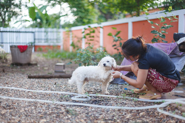 A dog being washed