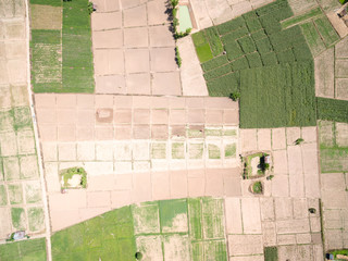 Corn field from above