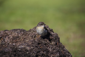 oiseau sur une pierre