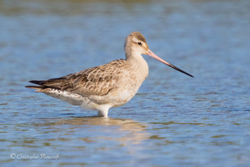 Bar-Tailed Godwit, Limosa Lapponica . One of many migratory  waders that make their way to Australia from Siberia every summer .