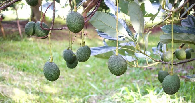 Avocado fruit hanging at branch of tree 
