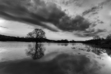 Tree in a flooded field