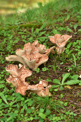 少しグロテスクなキノコ