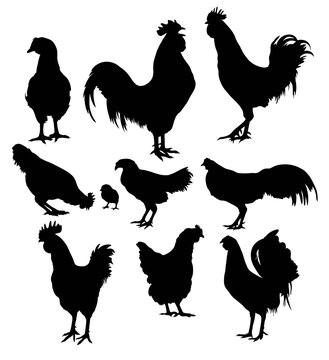 Rooster, Hen and Chicken Animal Silhouette, art vector design