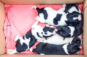 Newborn puppy sleeping in a cardboard box.