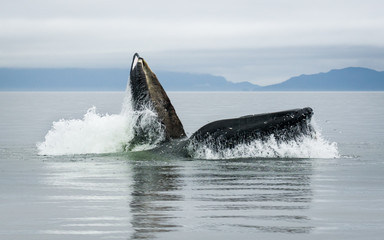 Fototapeta premium Humpback Whale