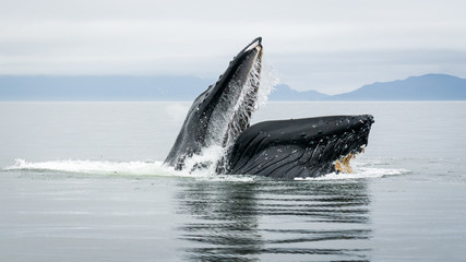 Humpback Whales in Alaskan Waters