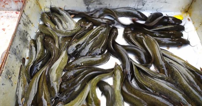 Walking catfish for sale at local fresh market , Thailand 