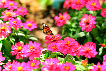 Butterfly sucking nectar from Pink flowers