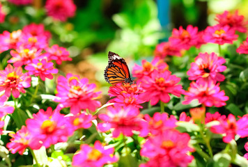 Fototapeta na wymiar Butterfly sucking nectar from Pink flowers