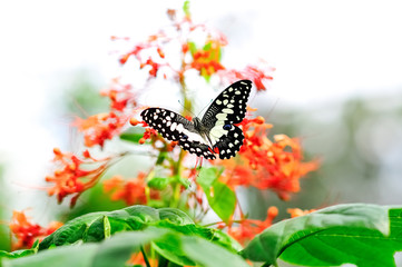 Butterfly sucking nectar from Orange flowers