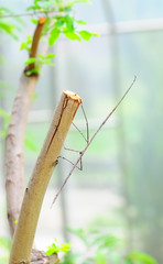 The Walking Sticks attach on Branch