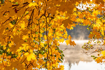 Maple leaves in autumn colors by a lake