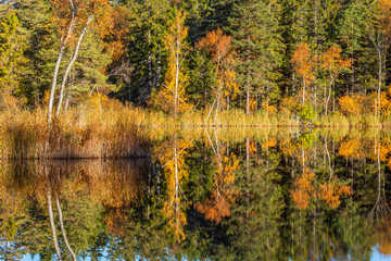 Autumn at the forest lake