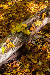 Maple leaves with autumn color on a tree log